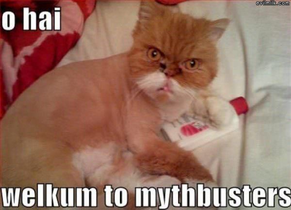 Mythbusters Cat