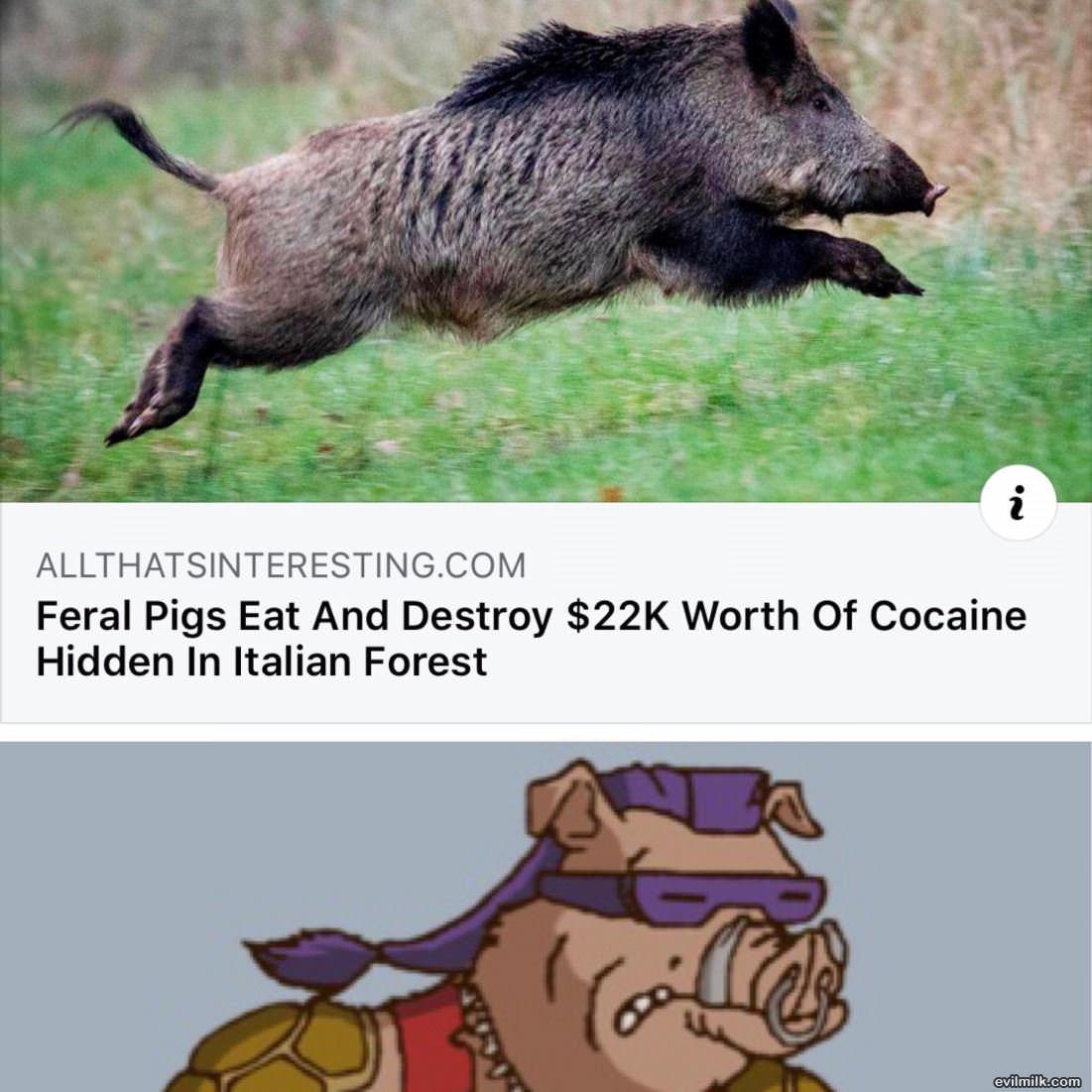 Nasty Pigs