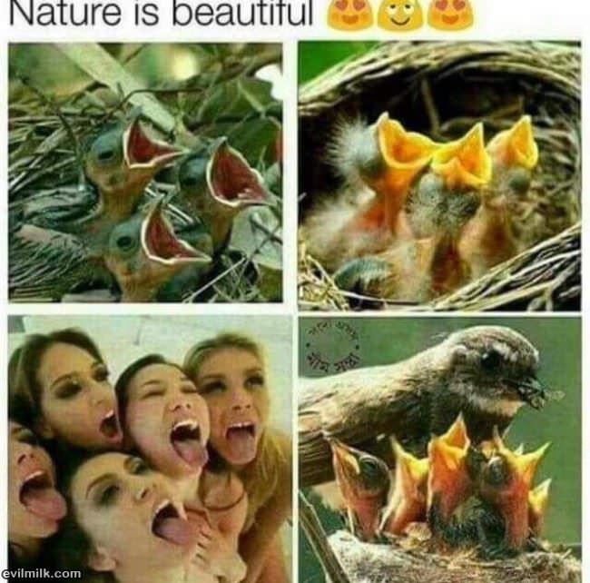 Nature Is Beautiful