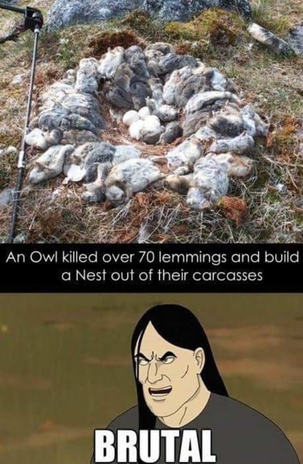 Nest
