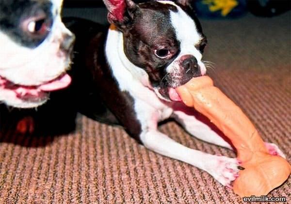 New Dog Toy