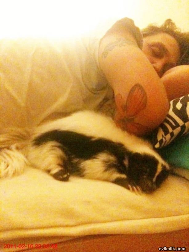 Nice Cute Pet