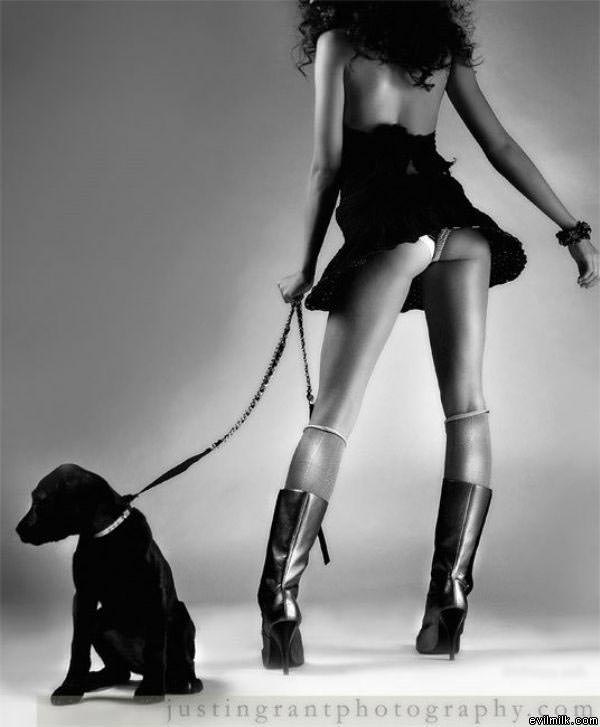 Nice Dog
