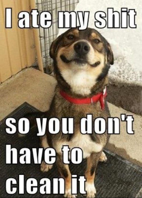 Nice Dog