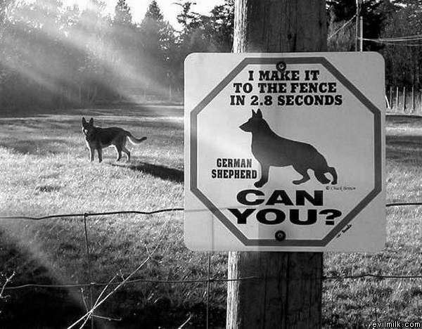 Nice Doggy