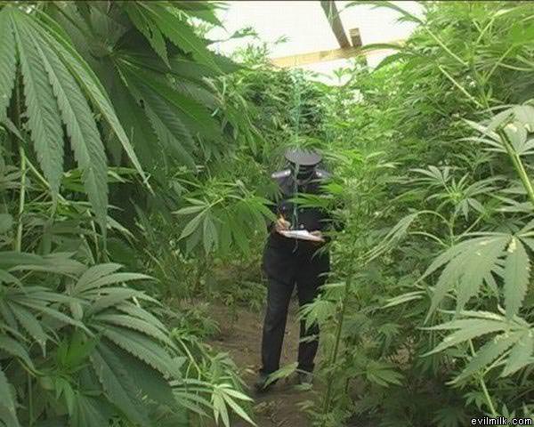 Nice Garden