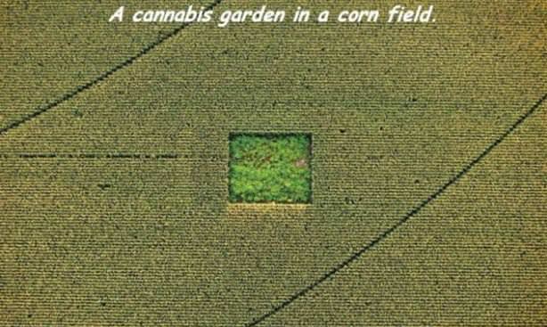 Nice Garden