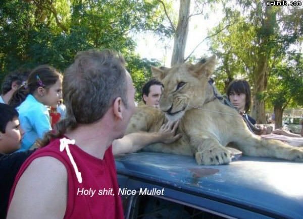 Nice Mullet