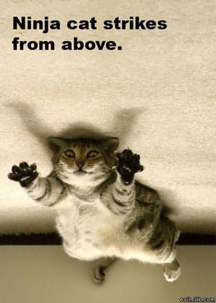 Ninja Cat