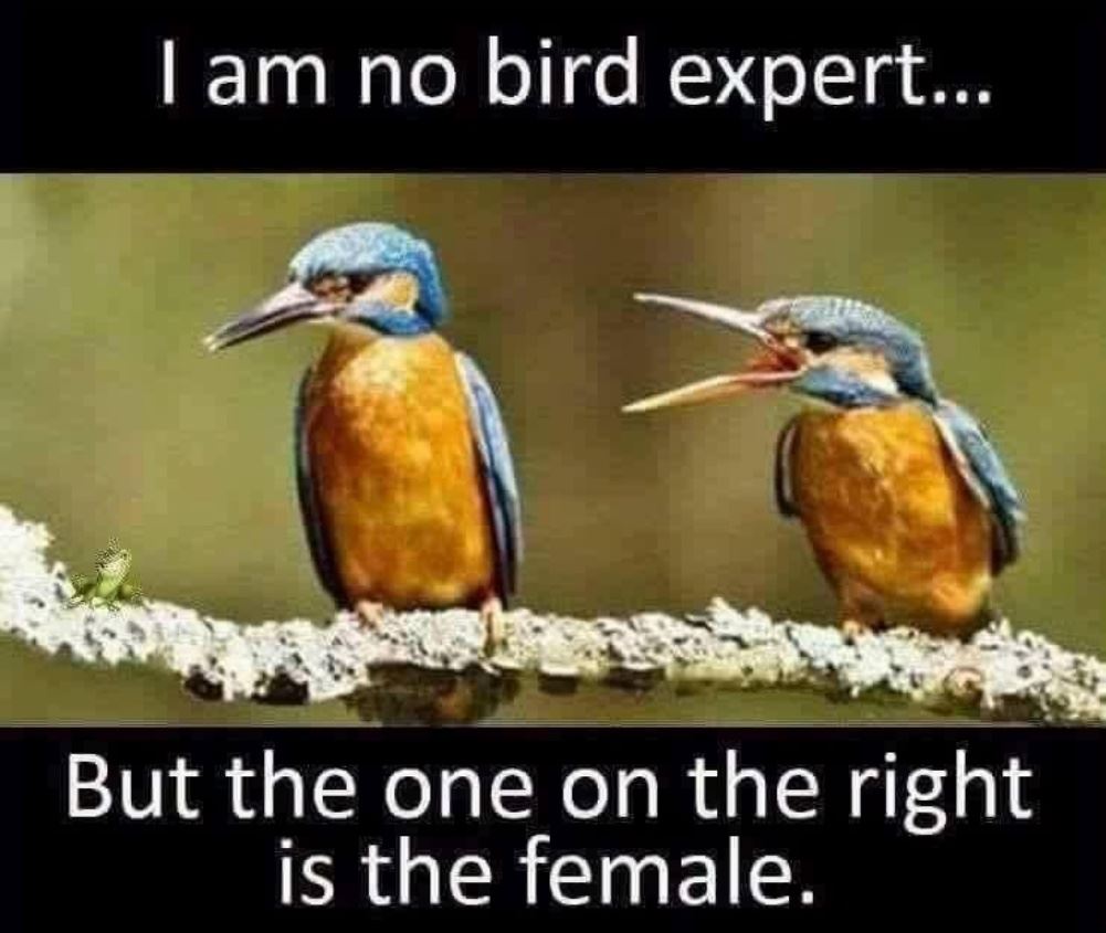 No Bird Expert
