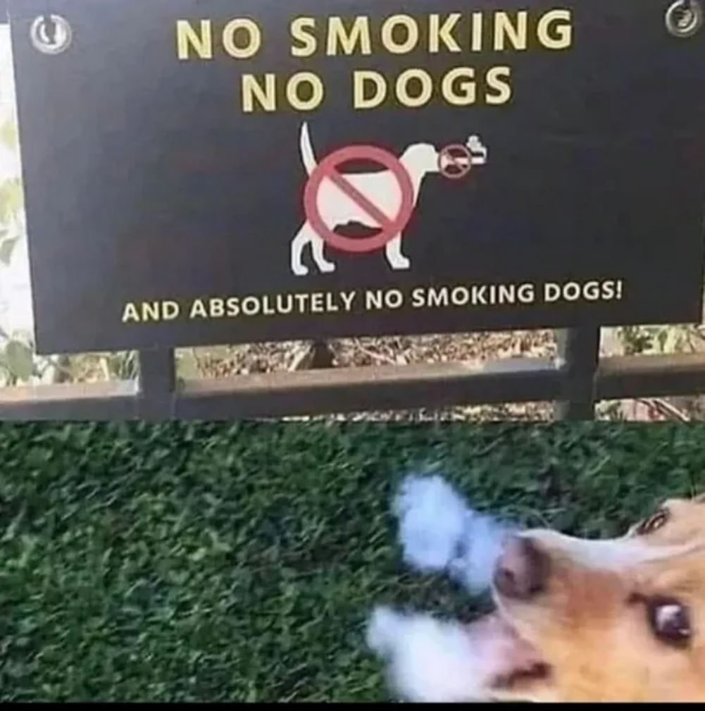 No Smoking Dogs