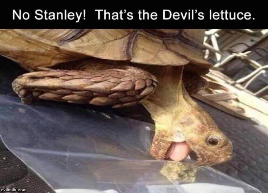 Nooo Stanley