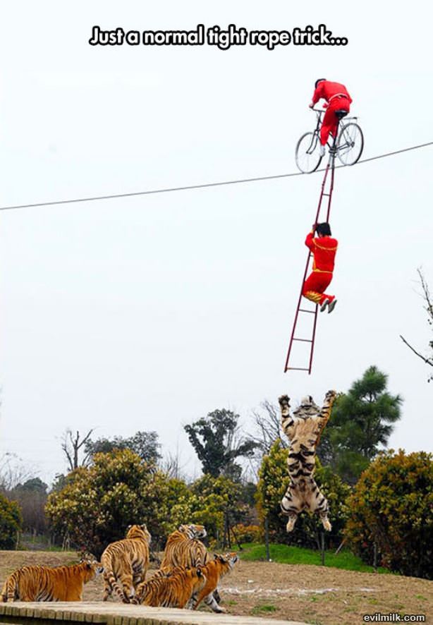 Normal Tight Rope Trick