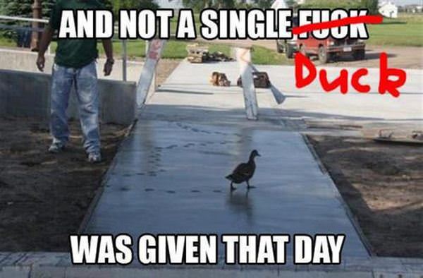 Not A Single Duck