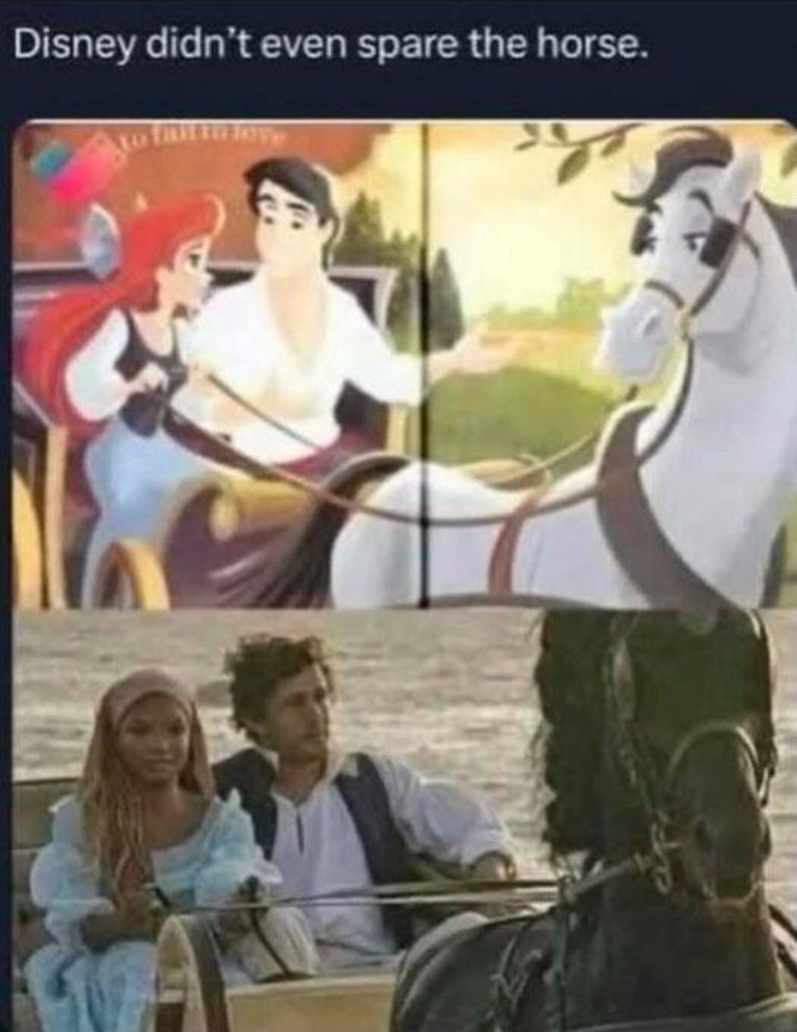 Not Even The Horse