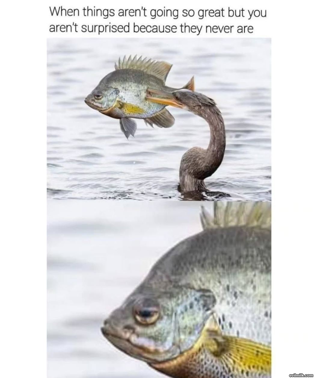 Not Great