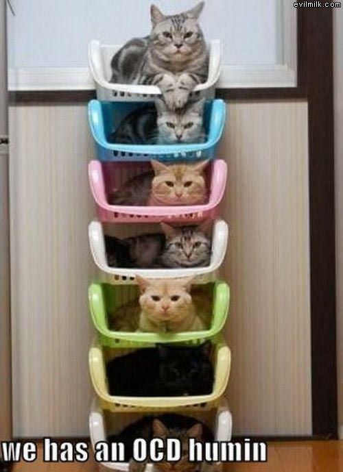 Ocd Human