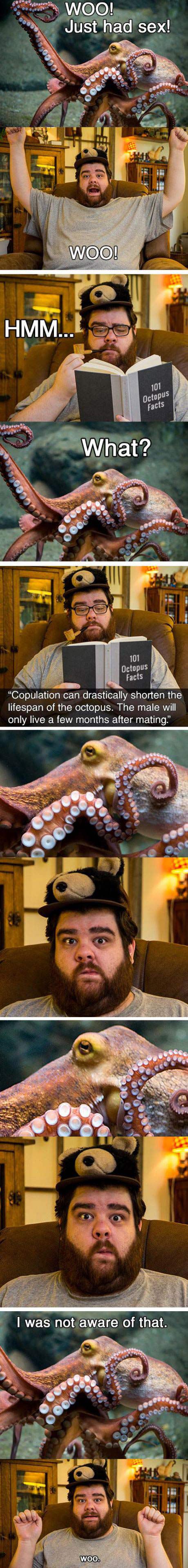 Octopus