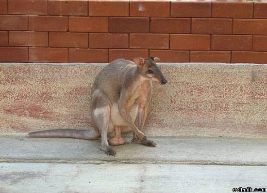 Old Balls Kangaroo
