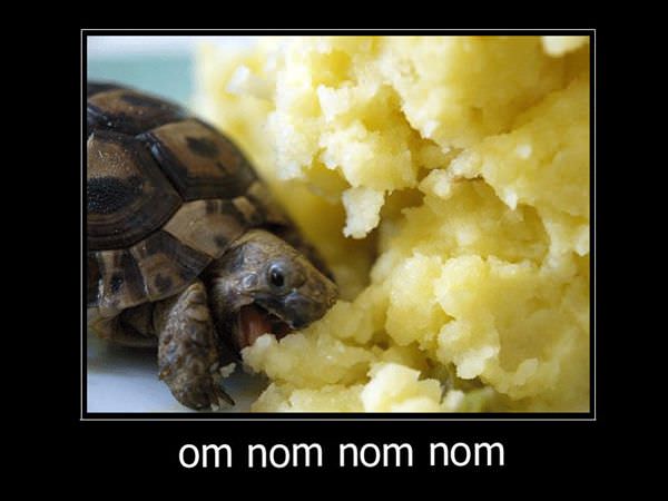 Om Nom Nom