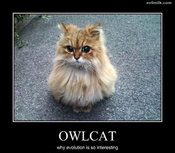 Owlcat Is Interesting