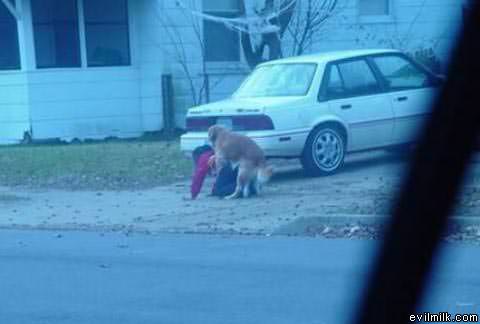 Owned By A Dog