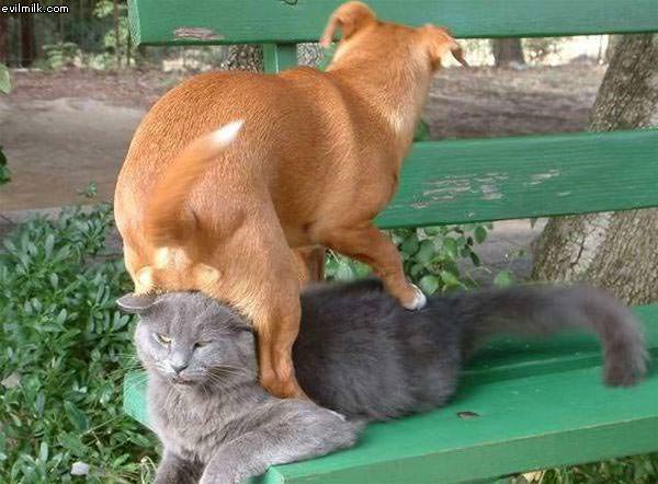 Owned Cat