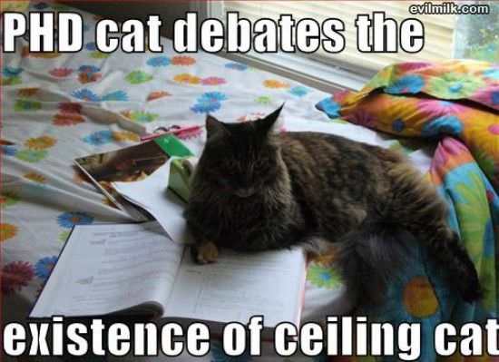 Phd Cat