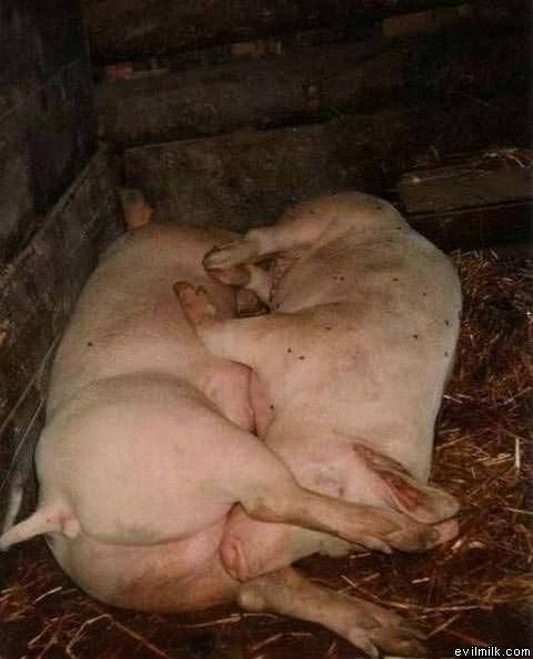 Piggies