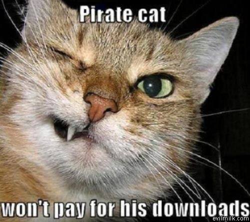 Pirate Cat
