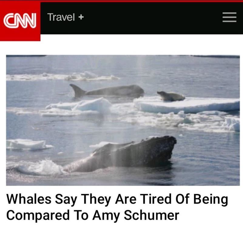 Please Stop Hurting Whales