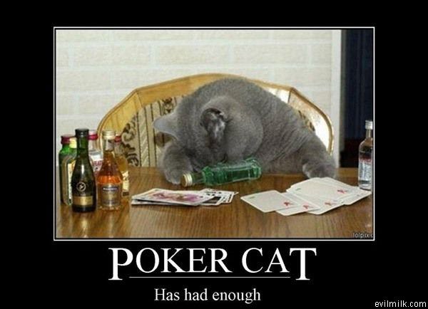 Poker Cat