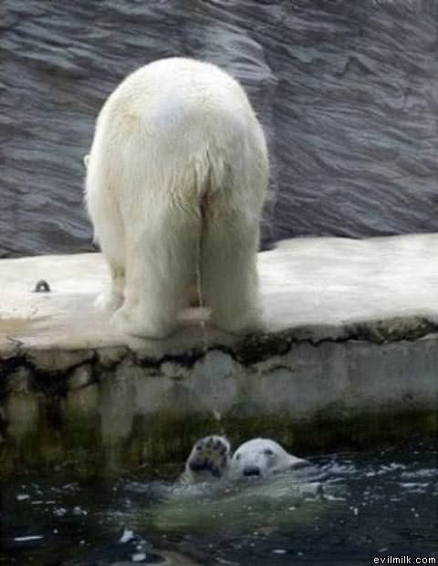 Polar Bear Pee