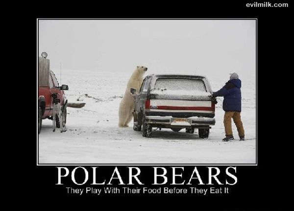 Polar Bears