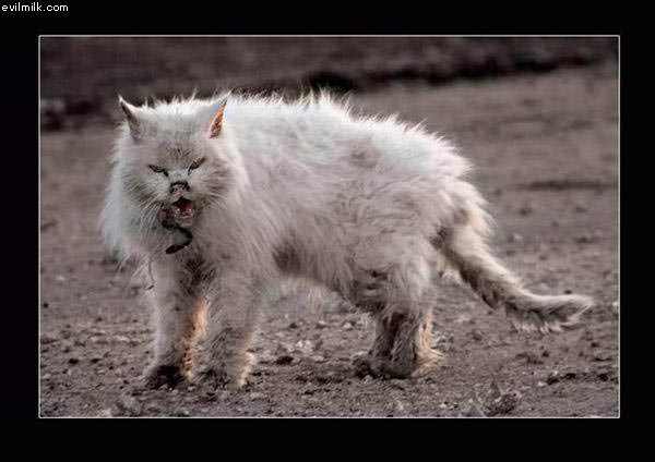 Psychotic Kittah