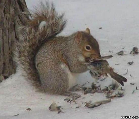 Psychotic Squirrel