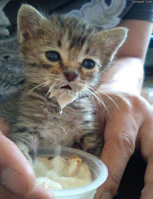 Pudding Cat