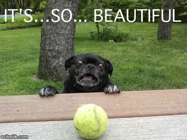 Pug Is Impressed