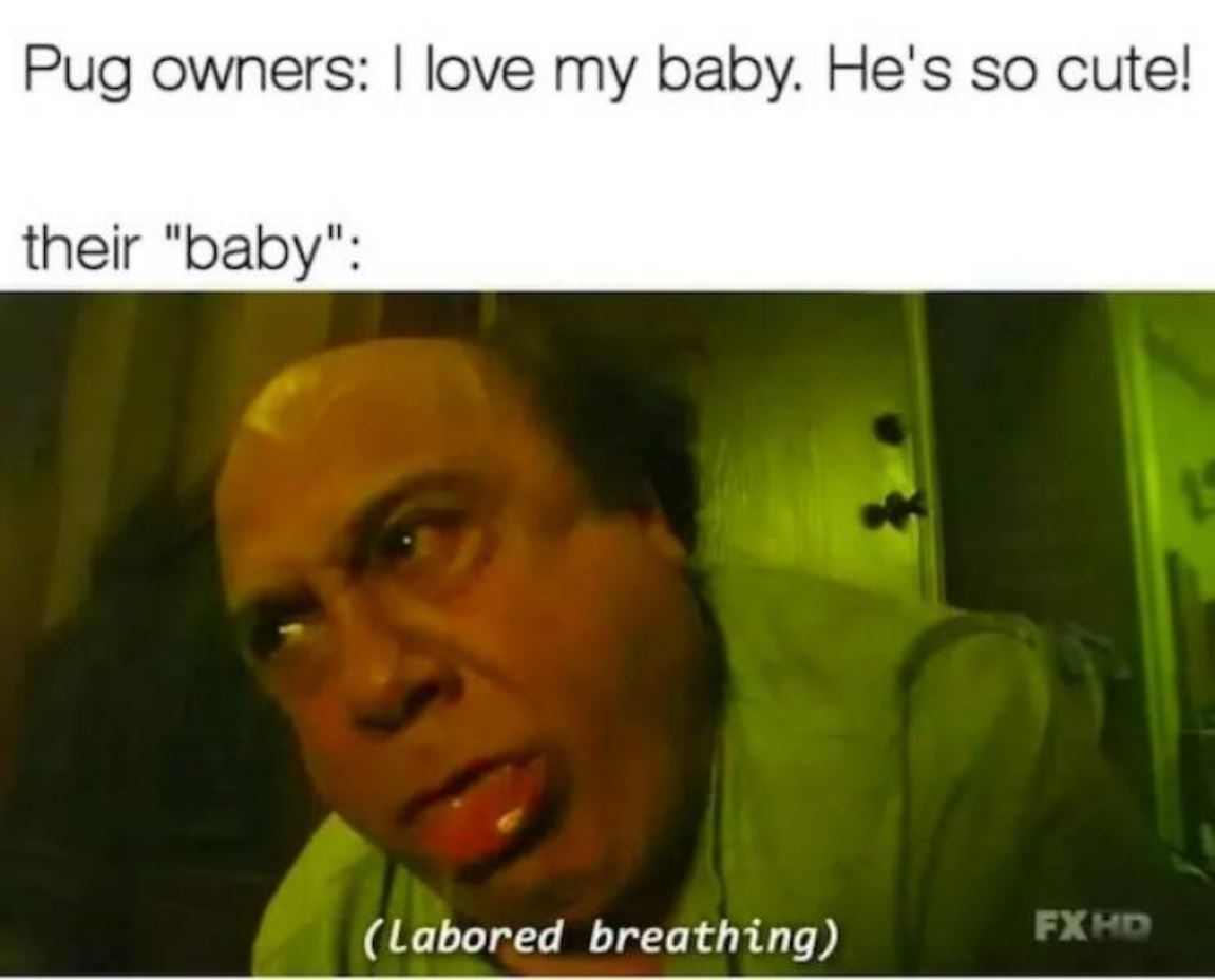 Pug Owners