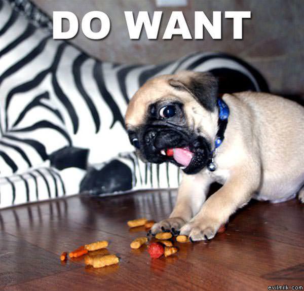 Pug Wants