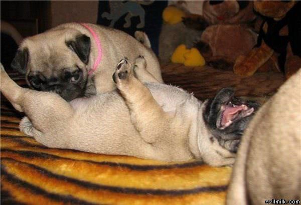 Pugs Doing The Nasty