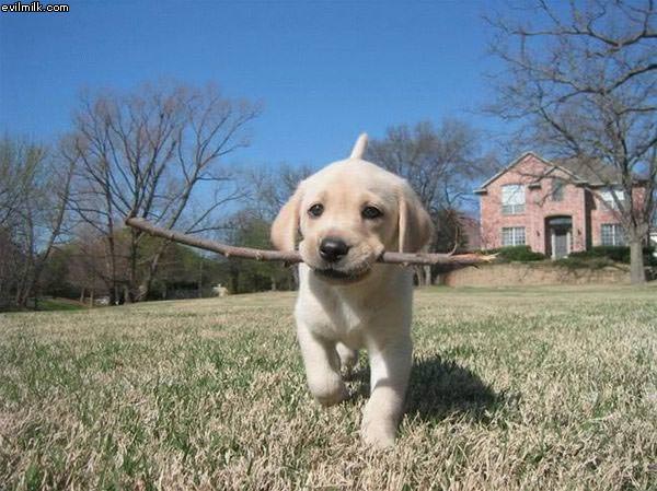 Puppy Fetching