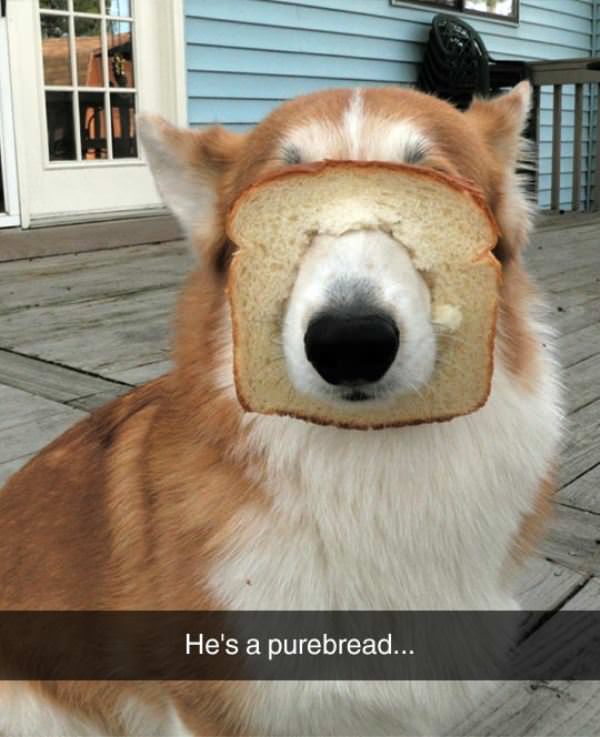 Purebread