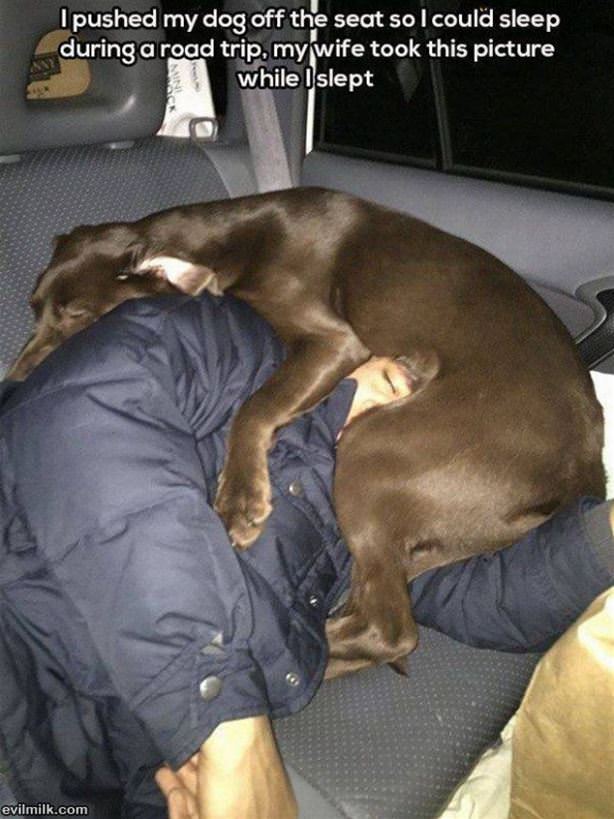 Pushed My Dog Off The Seat