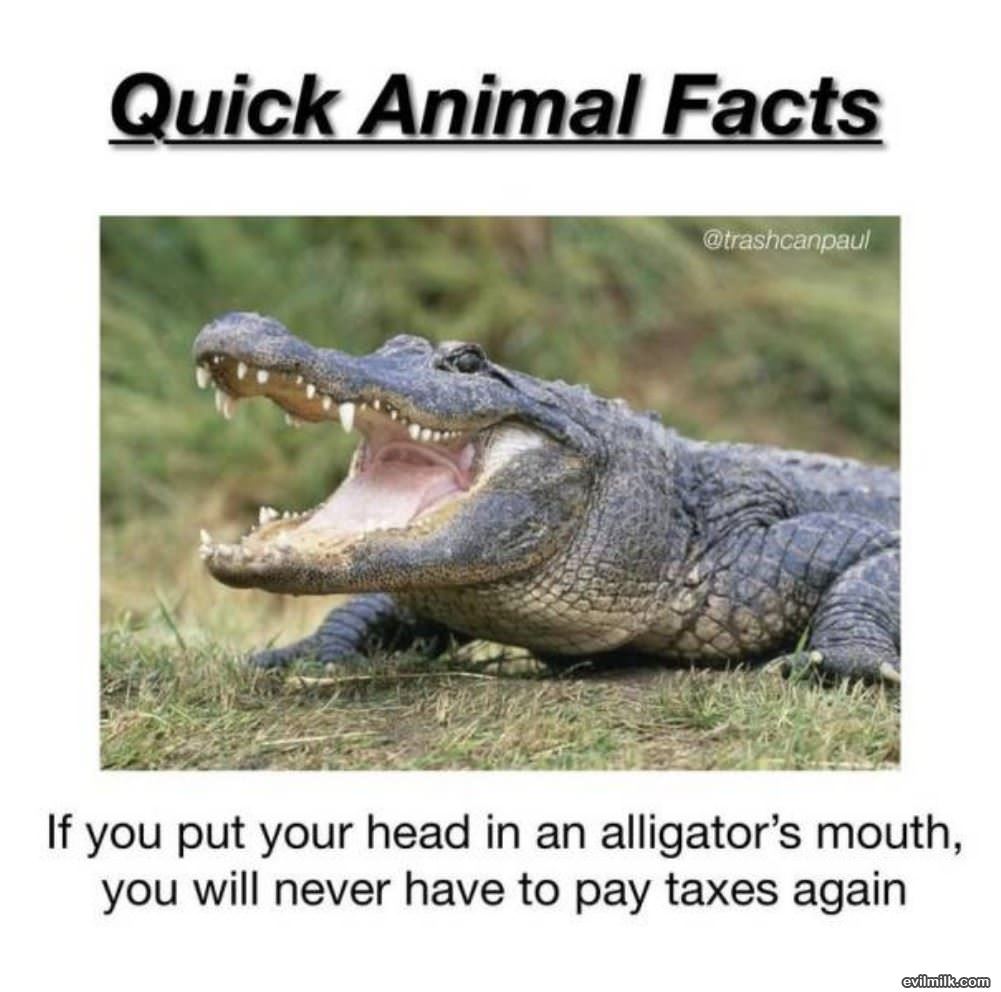 Quick Animal Facts
