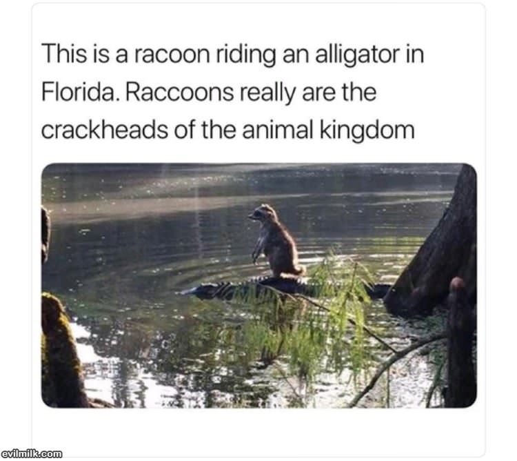 Racoons