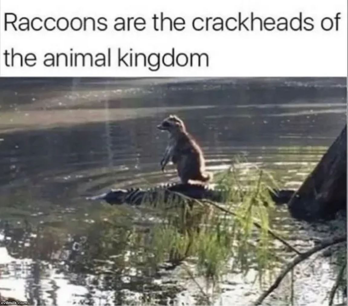 Racoons