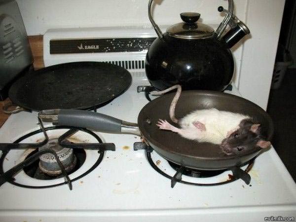 Rat And Cheese
