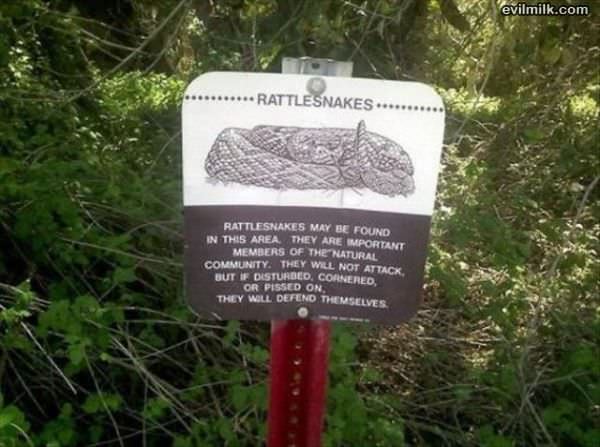 Rattlesnakes