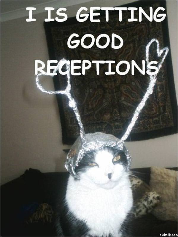 Reception Cat